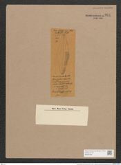 Navicula definita Grove et Sturt (de-Toni-Nr.: Genus 1, Species 420) Zeichnungen Sammlung Grunow Nr. 924 (NHMW-BOT-W0367406)